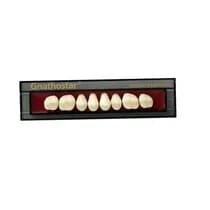 Dente Gnathostar A-D Posterior Superior - Ivoclar Vivadent