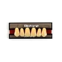 Dente Biotone Anterior Superior - Dentsply Sirona