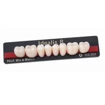 Dente Idealis Posterior Inferior - Kulzer