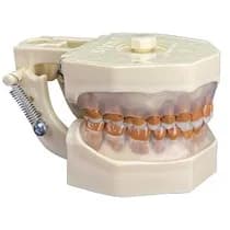 Manequim Periodontia - Orais