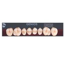 Dente Genios Posterior Superior - Dentsply Sirona