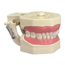 Manequim Dentística - Orais