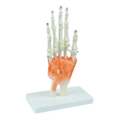 Modelo Anatômico Articulação de Mão