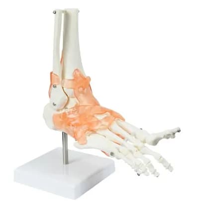 Modelo Anatômico Articulação de Pé