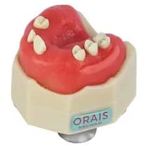 Manequim para Técnicas Cirurgicas - Maxilar Superior - Orais