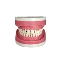 Manequim Dentística MDT 123 - Pronew