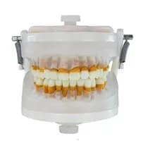 Manequim Periodontia II PD 103 - Pronew