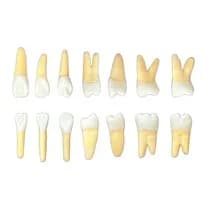 Kit Dente Endo 21-27 E 31-37 Radiopacos - Orais