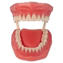 Manequim Top com Língua PD112 - Pronew