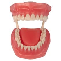 Manequim Top com Língua PD112 - Pronew