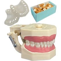 Kit Manequim Multidisciplinar Periodontia E Dentística - Orais