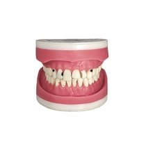 Manequim Dentística MDT 123 - Pronew