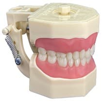 Manequim Materiais Dentários - Orais