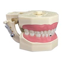 Manequim Materiais Dentários - Cod.217N - Orais