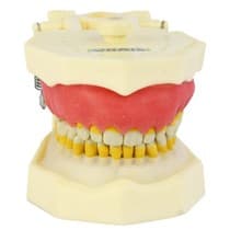 Manequim Periodontia Modelo Fg - Orais