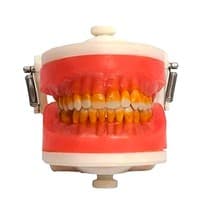 Manequim de Cirurgia com Dentes de Periodontia PD110 – Pronew