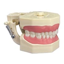 Manequim Dentística - Orais