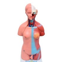 Manequim Torso Humano Bissexual com Abertura Nas Costas com 23 Partes 45cm - Sdorf Scientific
