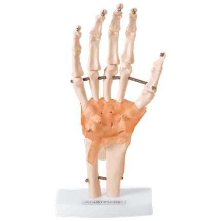Articulação da Mão com Ligamentos, Esqueleto Anatomia