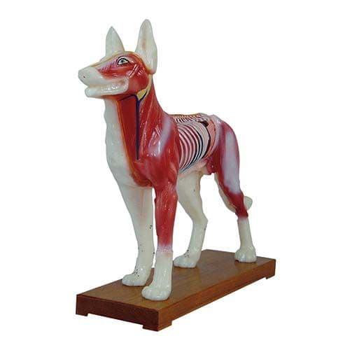 Cachorro Acupuntura 13 cm em PVC Emborrachado - Portal do Médico