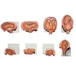Modelo da Gravidez c/ 8 fases - Anatomic
