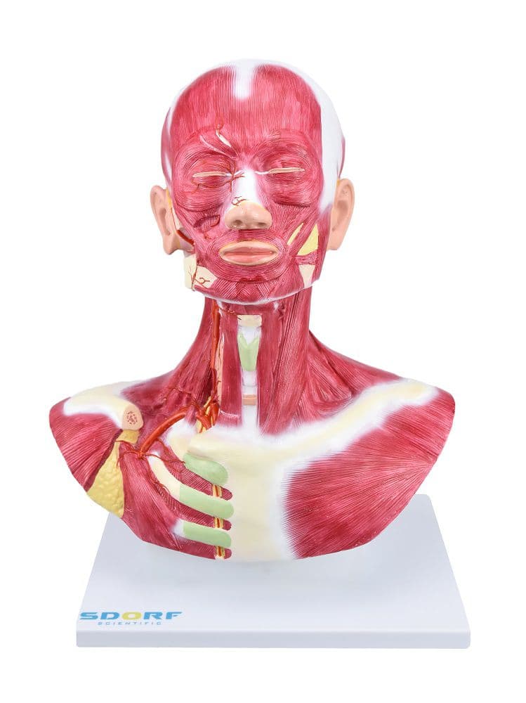 Cabeça e Pescoço com Musculatura Superficial