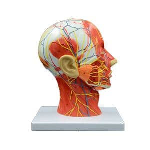 Cabeça Humana com Musculatura em Corte Mediano