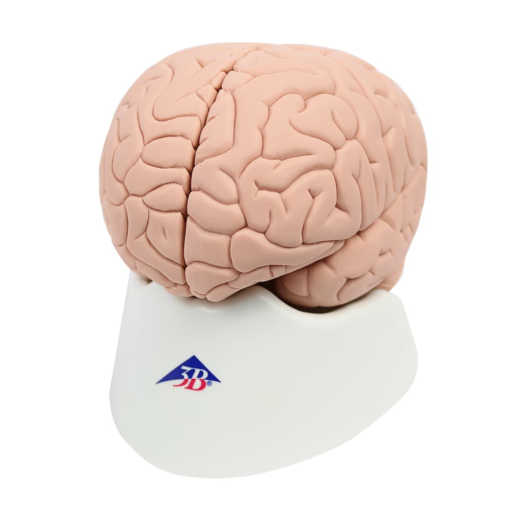 Cerebro Para Estudos Introdutorios 2 Partes 3b Scientific - Portal do Médico