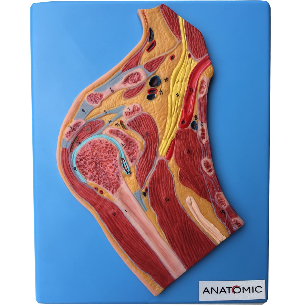 Secção de Articulação do Ombro - Portal do Médico