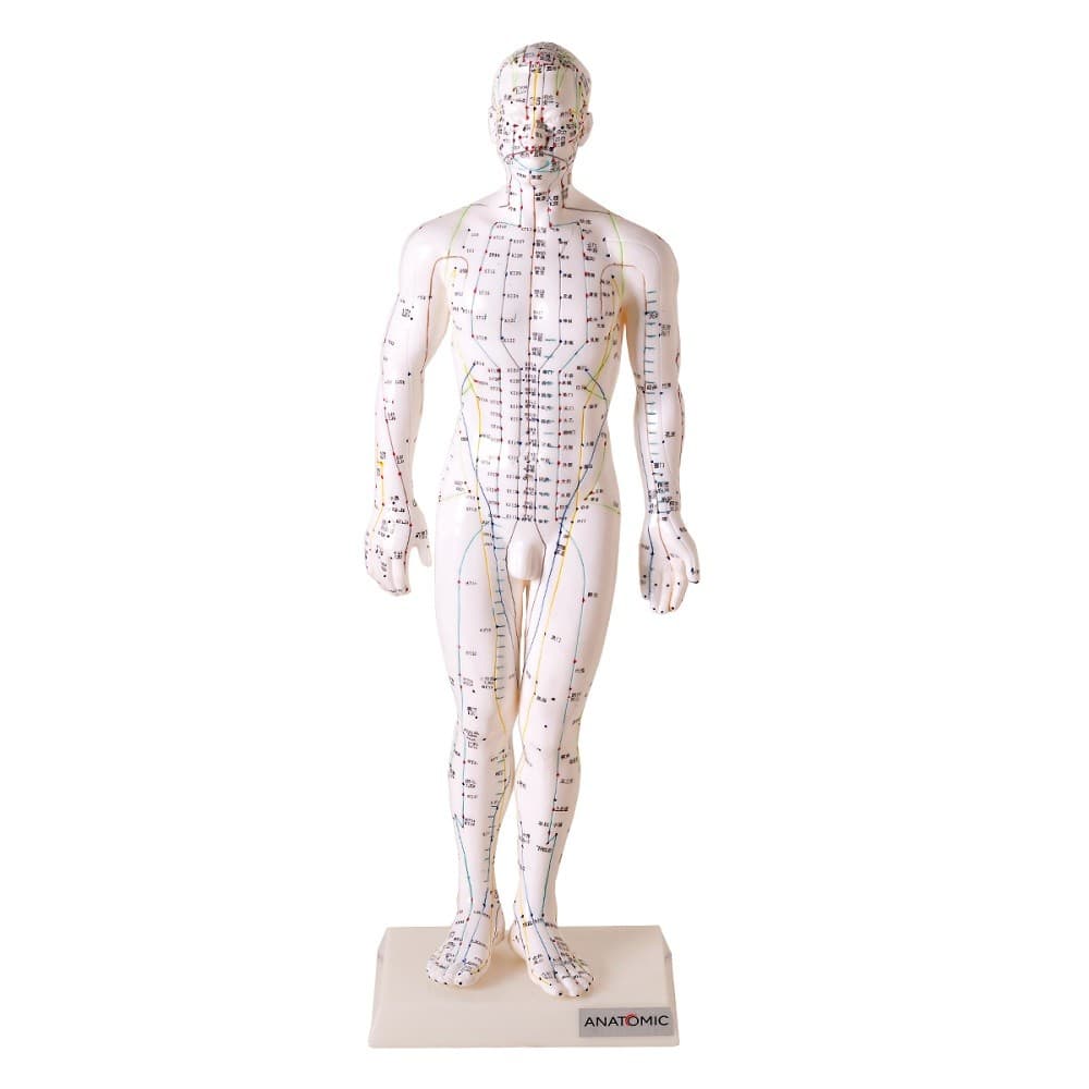 Manequim Acupuntura Masculino 50 cm Modelo Anatomia - Portal do Médico