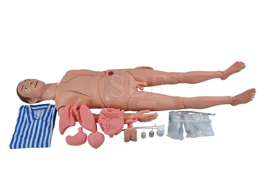 Manequim Bissexual Adulto com Órgãos Internos de 1,70 cm - SDORF - Portal do Médico