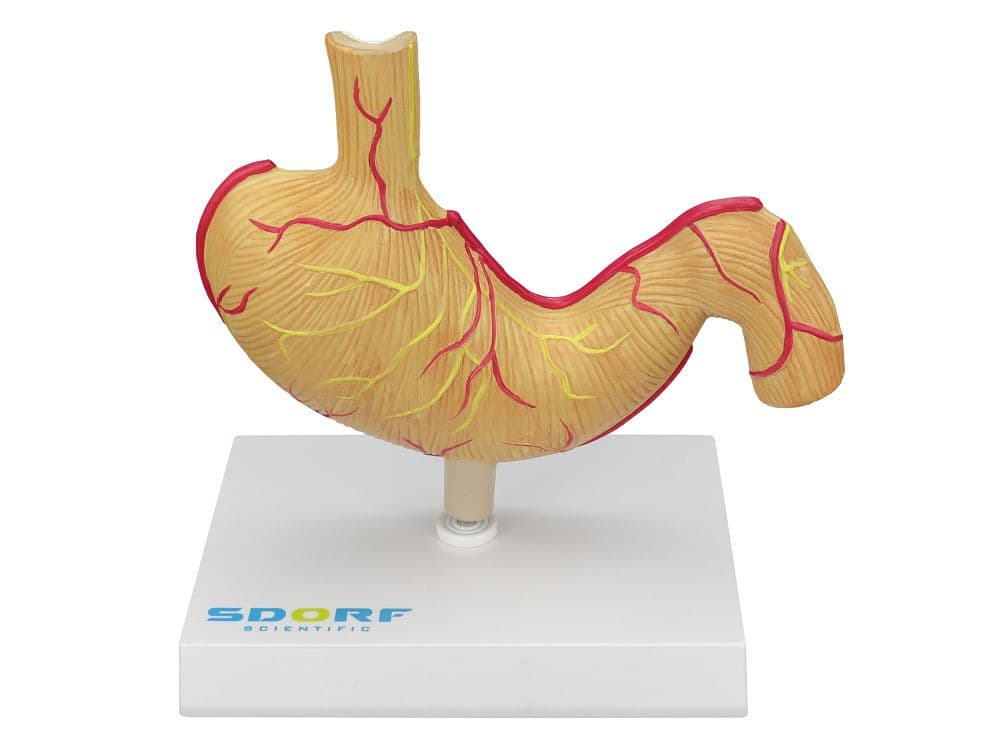 Modelo Patológico do Estômago - Portal do Médico