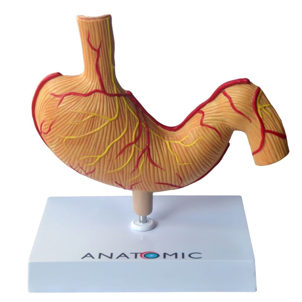 Estômago Humano com Patologias Modelo Anatomia