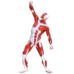 Modelo Muscular 50cm -Anatomic - Portal do Médico