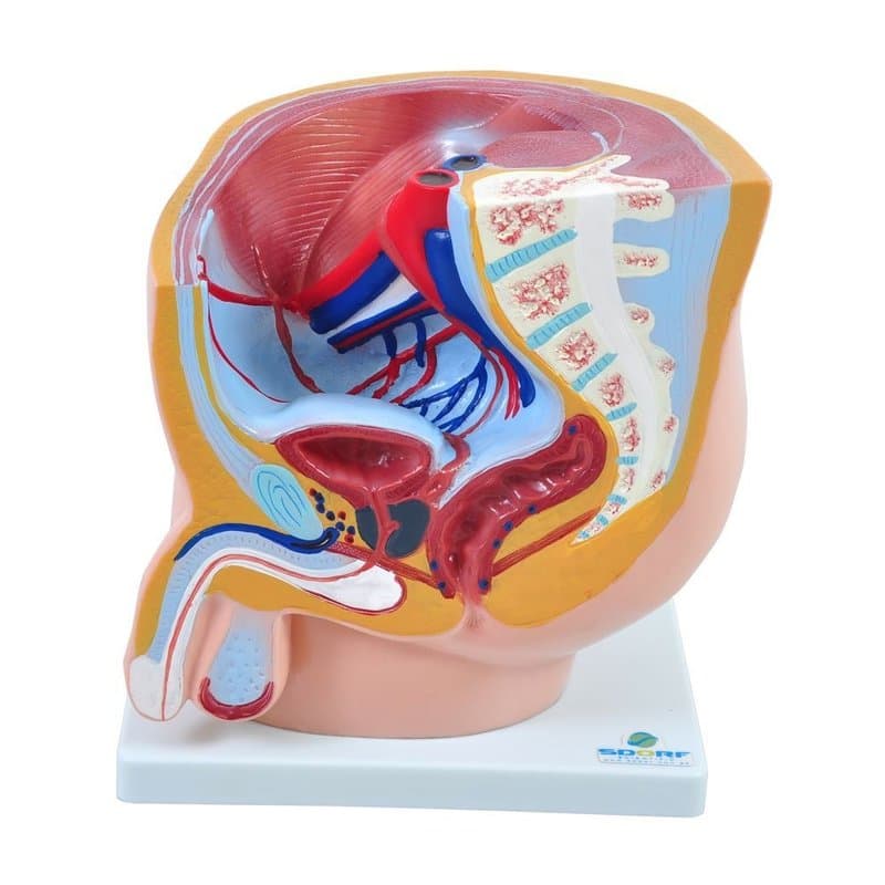 Pélvis Masculina em 1 Parte - Portal do Médico
