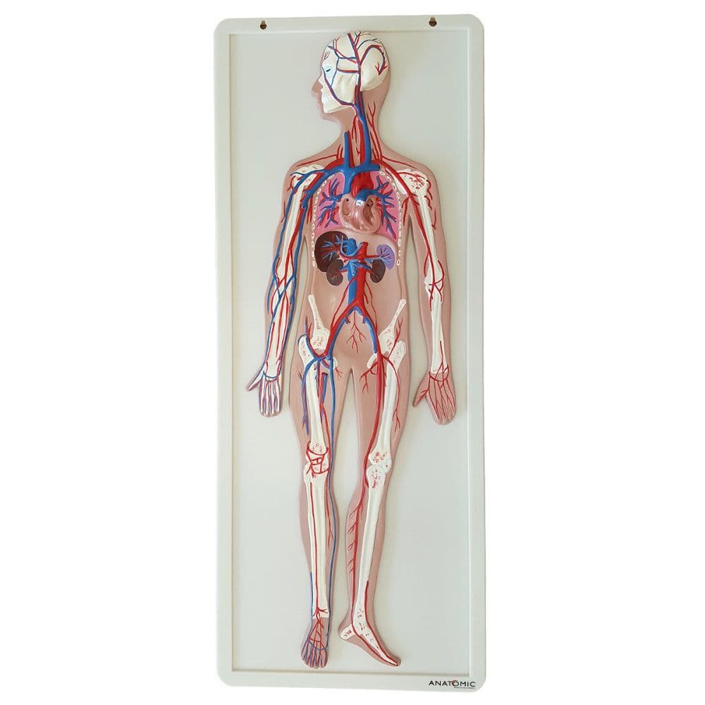 Sistema Circulatório em Prancha, Anatomia - Portal do Médico