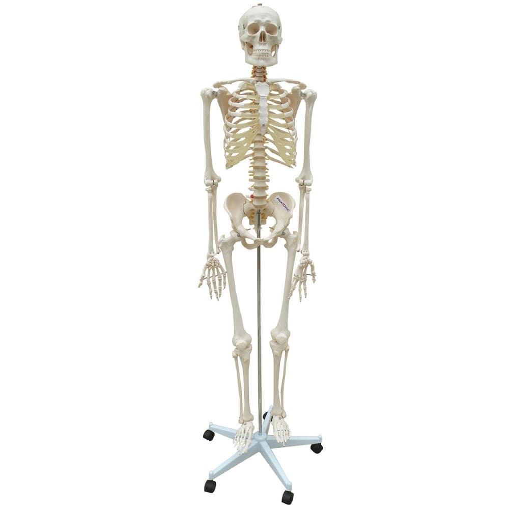 Esqueleto Humano 168 cm, Coluna Flexível, Suporte e Base Rodas
