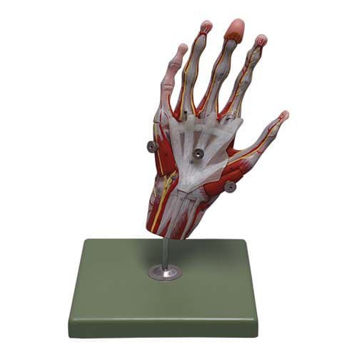 Mão Humana Musculada 5 Pts, Modelo Anatomia - Portal do Médico