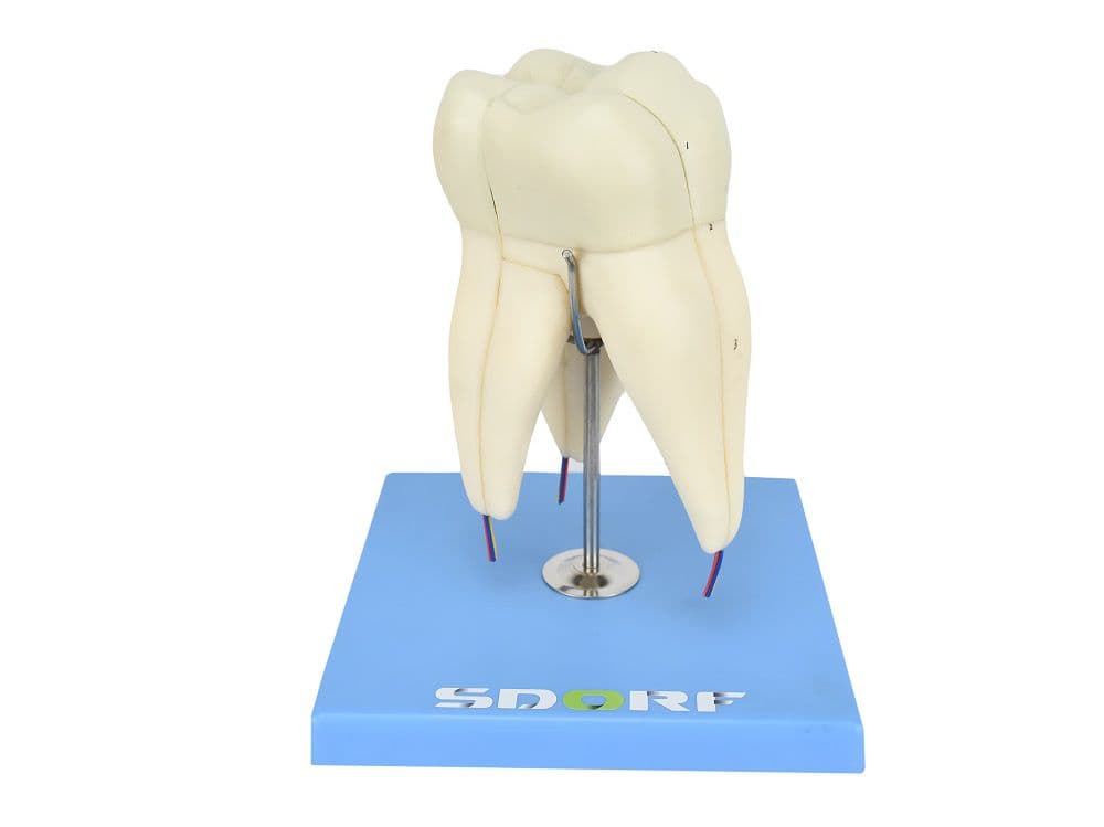 Dente Molar Superior c/ Raiz Tripla em 3 Partes, 8x o Tamanho Real