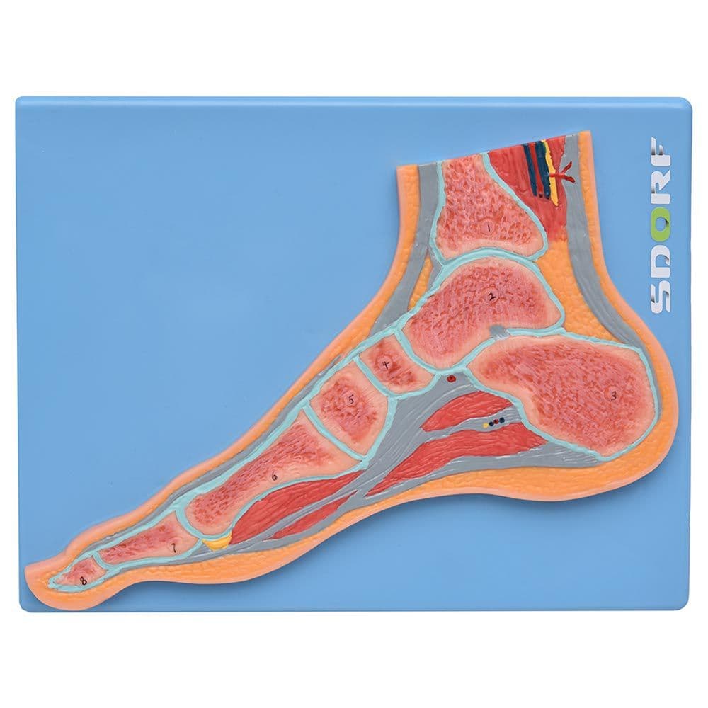 Secção Mediana da Articulação do Pé Modelo Anatomia - Portal do Médico