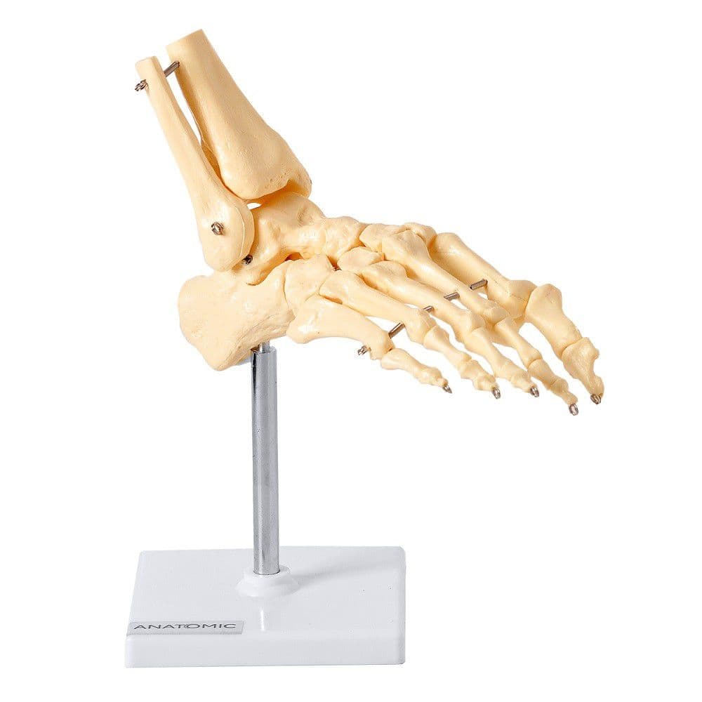 Esqueleto Humano do Pé Ossos Tornozelo, Anatomia