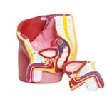 Pélvis Masculina 2 partes -Anatomic - Portal do Médico