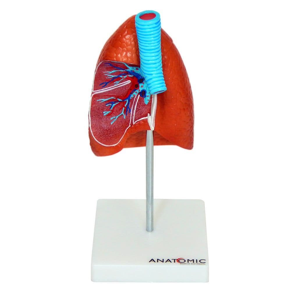 Pulmão Humano com Traqueia e Placa Explicativa, Anatomia