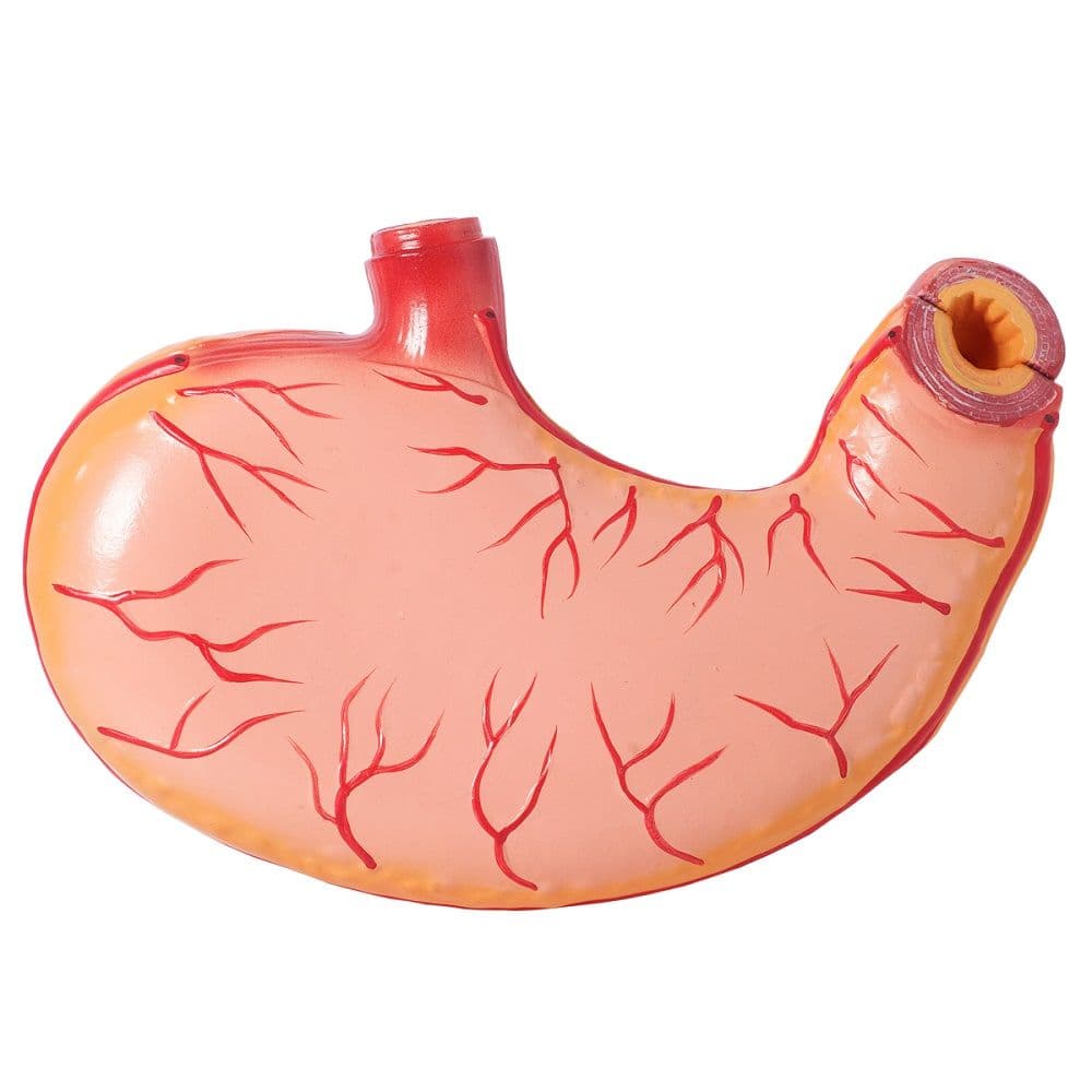 Estômago Humano 3x o Tamanho 2 Pts Anatomia