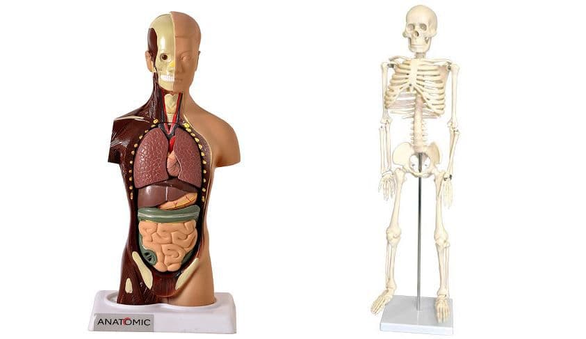 ESQUELETO 45 CM + TORSO HUMANO DE 28 CM 14 PARTES - Portal do Médico