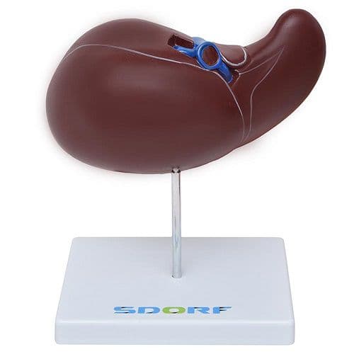 Figado Humano Modelo Luxo, Anatomia