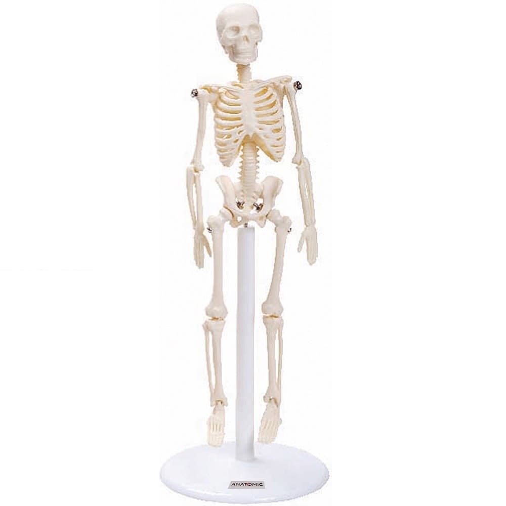 Esqueleto Humano de 20 cm Altura, Anatomia