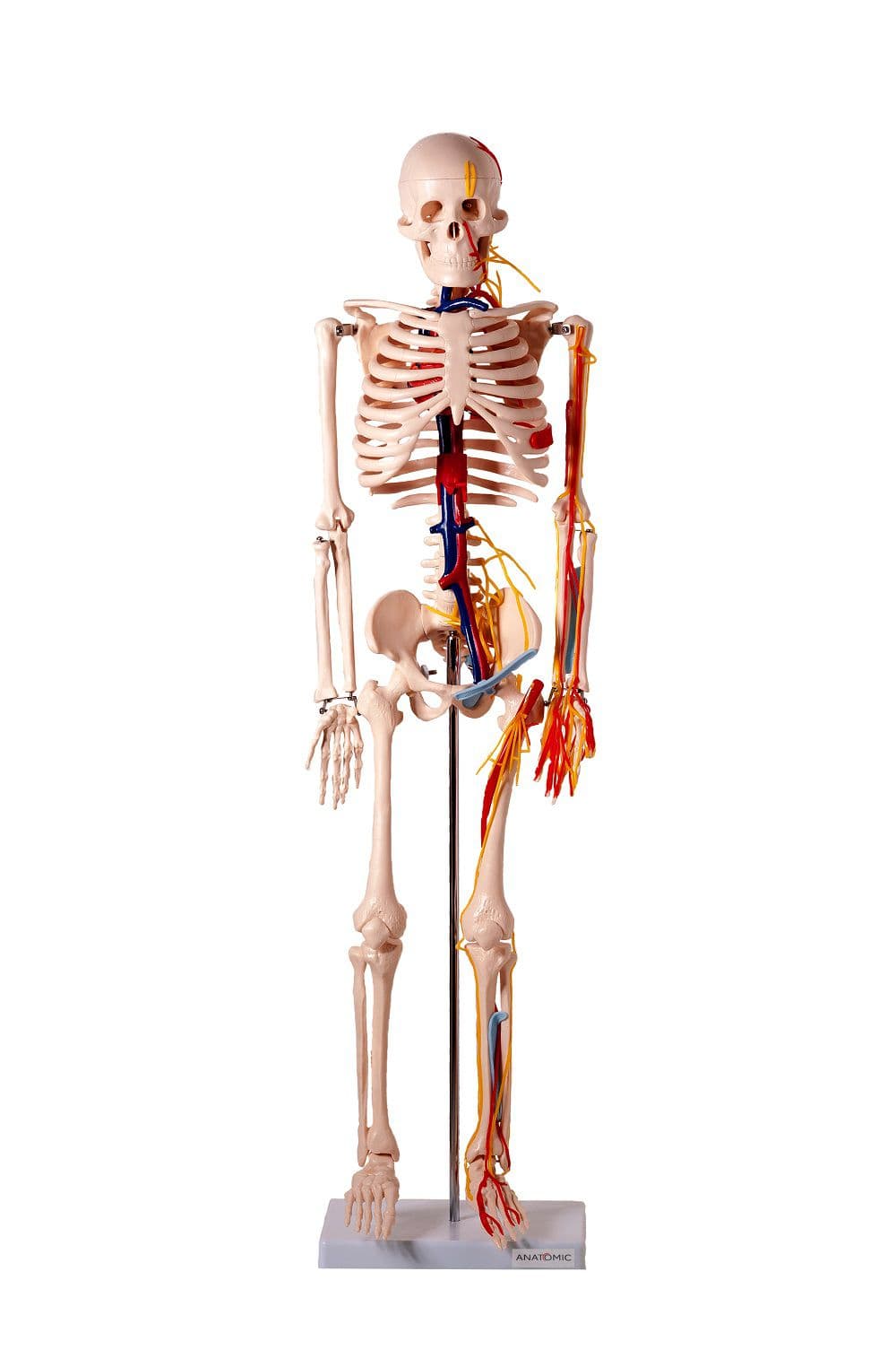 Esqueleto Humano 85 cm Articulado com Nervos e Vasos Sanguíneos