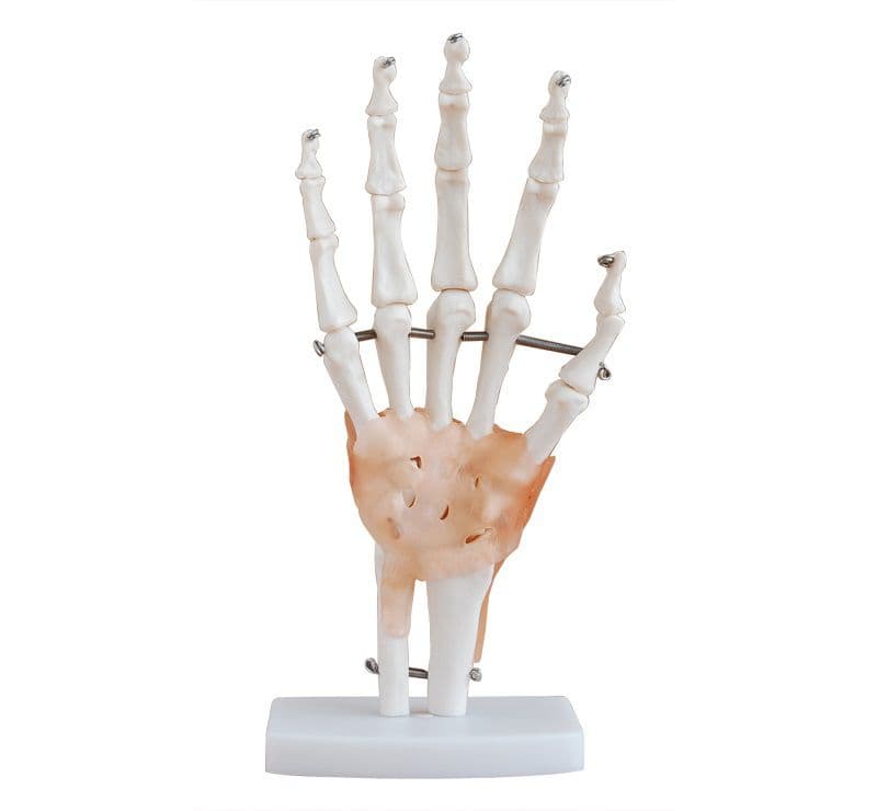 Articulação da Mão 19cm de Altura com Ligamentos