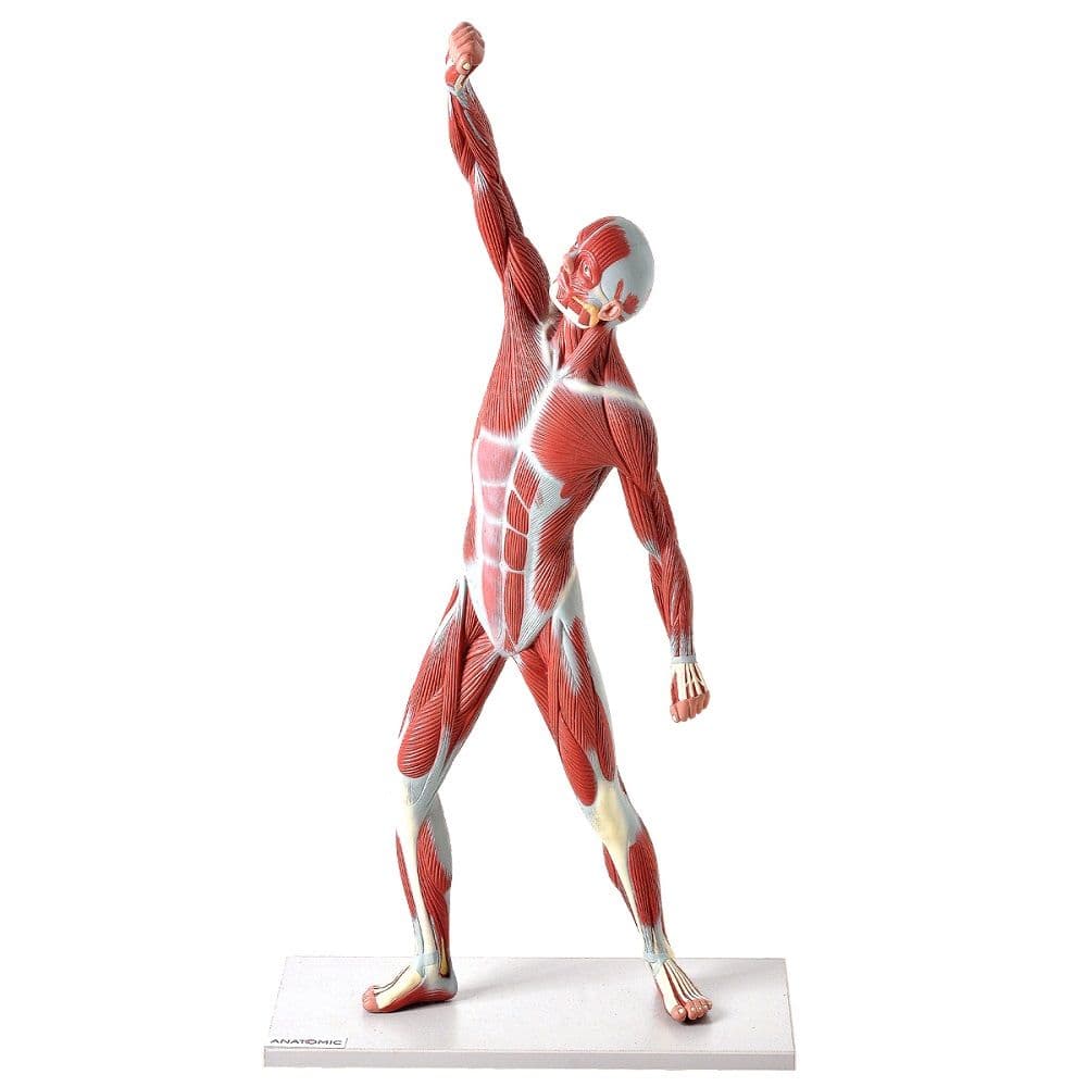Manequim Muscular de 50 cm, Anatômico